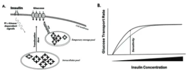 Fig. 3. Insulin sensitivity.