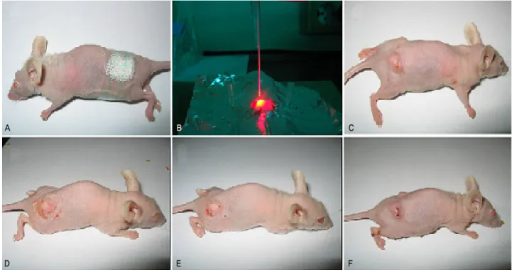 Fig. 1. The application of 5-aminolevulinic acid cream was occluded during the whole application period by covering the mouse all around with an adhesive dressing (A)