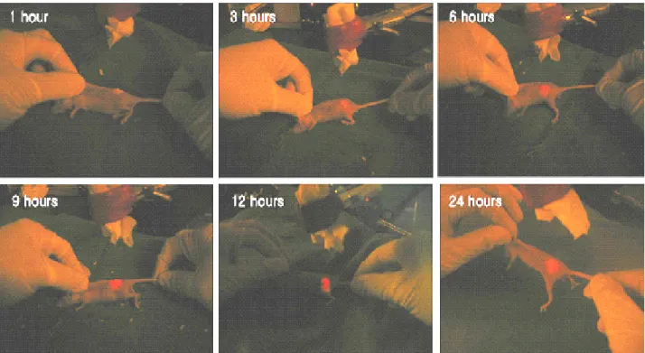 Fig. 2. The effective 5-aminolevulinic acid distribution times were measured by the degree of fluorescence of PpⅨ  with using a 532  nm diode laser