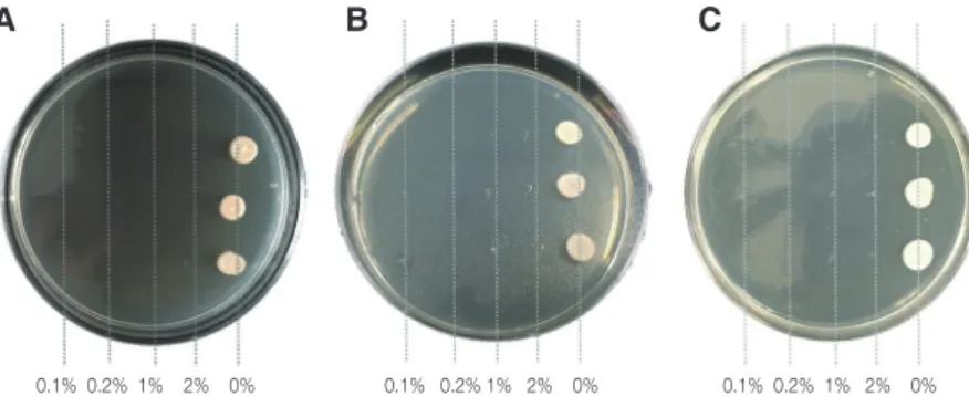 Fig. 2. The colony of Candida albicans cultured from secondary infected denture. (A) 0.1% diluted culture solution, (B)  1% diluted culture solution, (C) 10% diluted culture solution