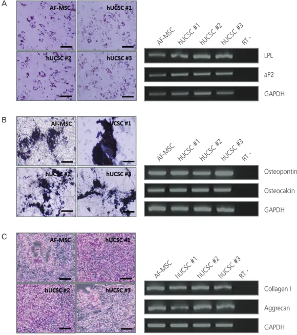 Fig. 3. Differentiation of human uterine cervical stromal cells (hUCSCs). (A) Adipogenic differentiation of hUCSCs at passage 8