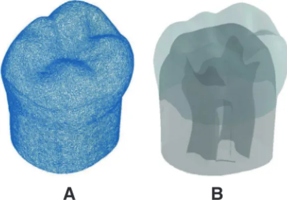 Fig. 1. (A) Stereolithography (STL) scan image of  mandibular first molar. (B) 3D CAD model of pulp,  dentin, and enamel were generated and assembled