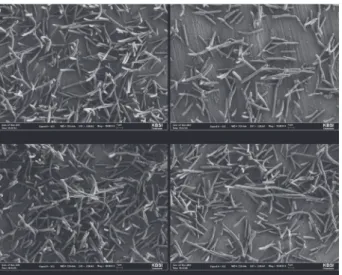 Fig. 4. SEM images of A. actinomycetemcomitans on the  titanium surface (Magnification: ×10,000)