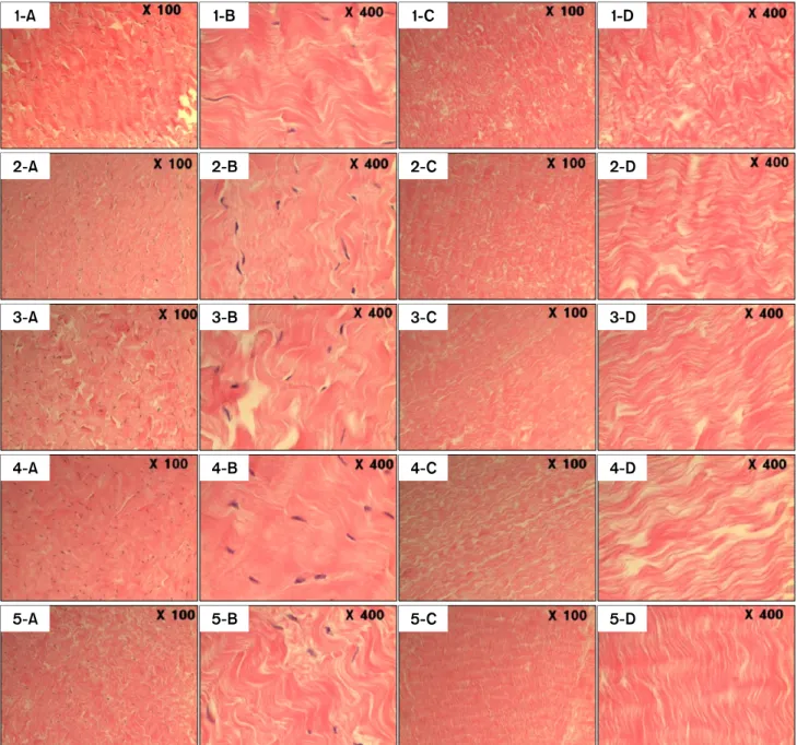 Fig. 1. H-E stain (×100, ×400) of bovine pericardium with diverse methods of fixation