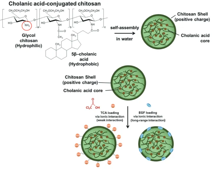 Fig. 1. Principle of HGC-based TCA- and EGF- loaded nano-controlled release system. The hydrophilic cationic amine  group (-NH2) of chitosan was combined with hydrophobic cholanic acid