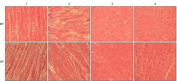 Fig. 2. H&amp;E stain of each groups (1∼4)(×100). BF=Before fatigue; AF=After fatigue.
