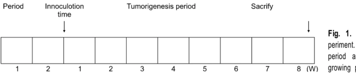 Fig. 1. Schematic program of ex- ex-periment. 2 weeks were stabilization  period and 8 weeks were cancer  growing period