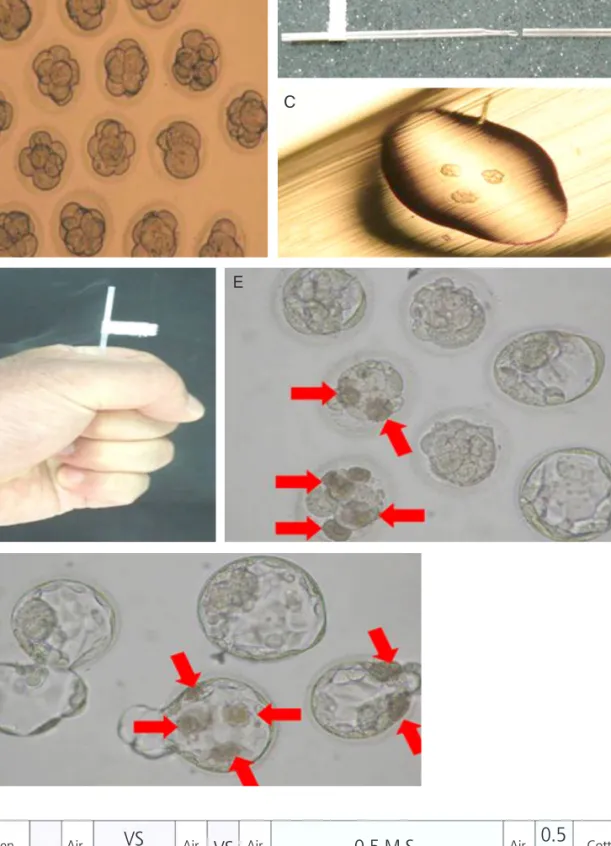 Fig. 1. Vitrification-warming of embryos using the modified cut standard straw (PNC) method and structure of con- con-ventional straw
