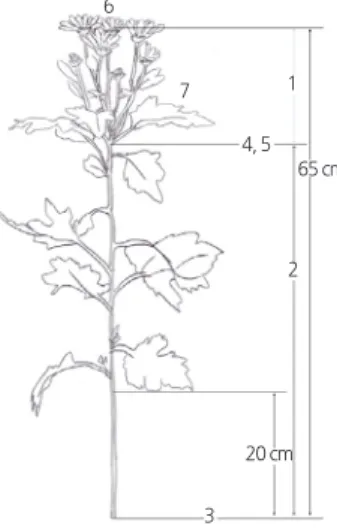 Fig. 1.  I llustration of spray chrysanthemum flower used for measurement. 1, inflorescence length; 2, stem length; 3, stem  diameter (base); 4, stem diameter (top); 5, stem hardness; 6, thickness of petal on 1 st  flower; 7, thickness of the lowest  posit