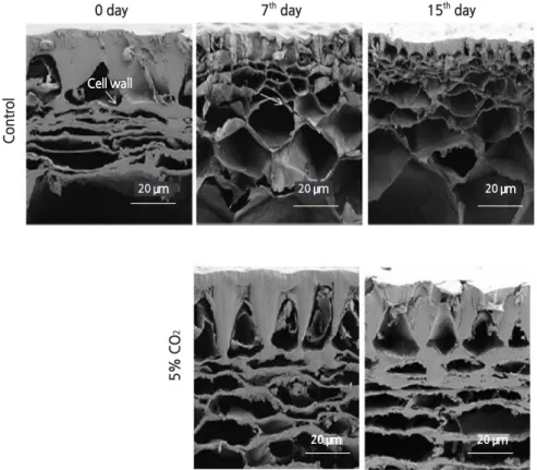 Fig. 7. Effect of continuous application of CO 2  on cell wall thickness in ‘Unicon’ cherry tomato fruit at the pink maturity stage