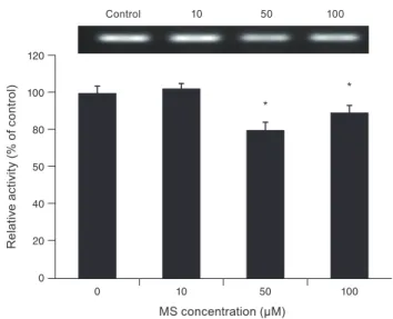 Fig. 3. Effect of minoxidil sulfate (MS) on trabecular meshwork  cell monolayer permeability