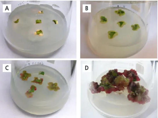 Fig. 1.  Effects of different plant growth regulators on callus induction and phenotype