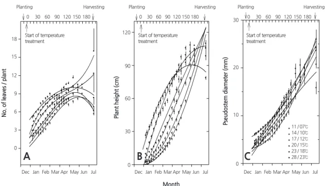 Fig. 2. Changes in the growth of garlic ( Allium sativum L.) plants under different day / night temperature regimes.