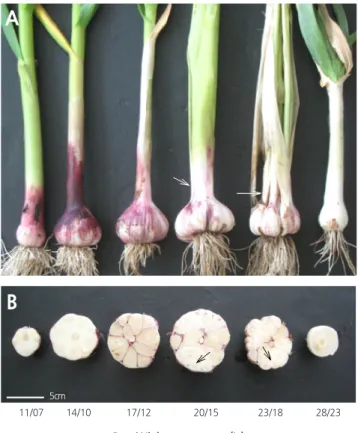 Fig. 3. Morphology (A) and cross sections of bulbs (B) of garlic ( Allium sativum L.) plants grown for 210 days under different  day/night temperature regimes