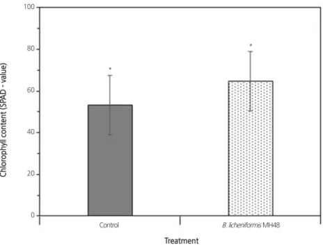 Fig. 4. Effect of inoculation with  B. licheniformis MH48 on chlorophyll content in leaves of C
