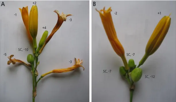 Fig. 1. Development of flower buds and seed capsules of Hemerocallis ‘Stella de Oro’ in branched scape (A) and non-branched  scape (B)