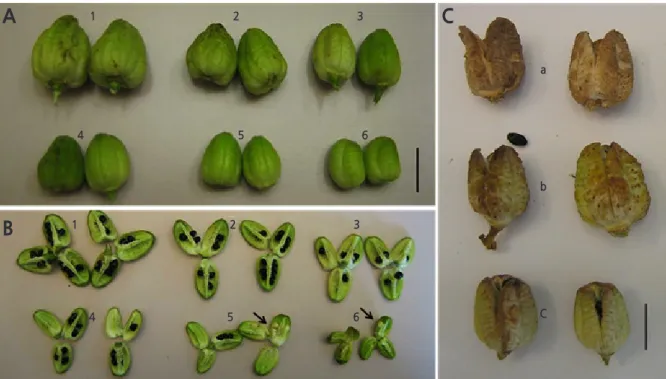 Fig. 2. Various sizes of capsules and seed development of  Hemerocallis ‘Stella de Oro’