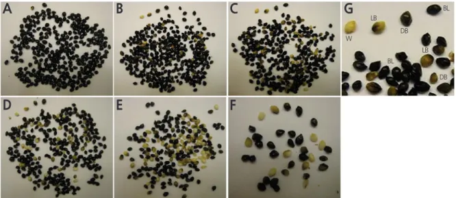 Fig. 4. Seeds of  Hemerocallis ‘Stella de Oro’ from capsules harvested on Aug 7. Capsules were assigned to categories 1 through  6 (A through E, respectively), based on age, shown at 35–40 days after anthesis (DAA), 30–35 DAA, 25–30 DAA, 20–25  DAA, and 15