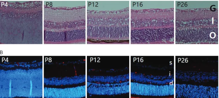Fig. 1. Normal development of retinal angiogenesis. (A) The retinas of normal mice at day (P) 4 to P26 were examined using H&amp;E  staining and were photographed under a microscope