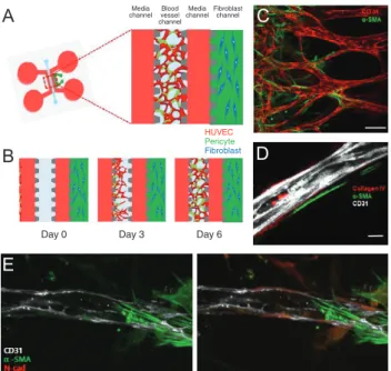 Fig. 4. N-cadherin and pericyte expression in vascular networks  using a microfluidic model
