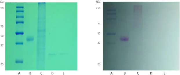 Fig. 6. Standard curve of (A)  cucumber mosaic virus coat protein (CMV-CP) purified from Escherichia coli BL21 (0.5, 5, 15, 25,  50 ng·mL -1 ) and (B) CMV-CP at low concentrations determined by enzyme-linked immunosorbent assay (ELISA) (Limit of  detection