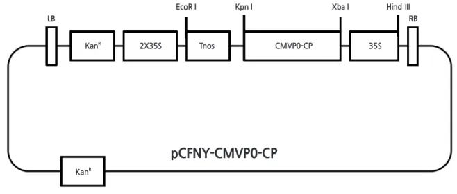 Fig. 1. Vector used for genetic transformation n R ; the coat protein-encoding gene was cloned from the  cucumber mosaic virus  (CMV)-P0 pathogen and subcloned into a pCAMBIA 2300 vector.