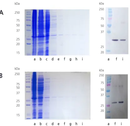 Fig. 2. Sodium dodecyl sulfate polyacrylamide gel electrophoresis (SDS-PAGE) (left) and immunoblot (right) of purified expressed  cucumber mosaic virus coat protein (CMV-CP) from (A) genetically modified pepper and (B) Escherichia coli BL21, purified  with