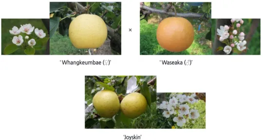 Fig. 1. Appearance of the fruit and flower of parents and ‘Joyskin’