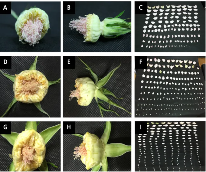 Table 2. Changes in petal numbers of a new standard rose cultivar ‘To Dios’( Rosa hybrida) under different temperature conditions.