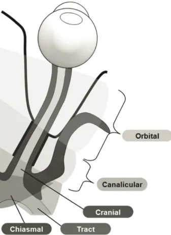 Fig. 2. Illustrations of the segments of the optic nerve used in this  study.