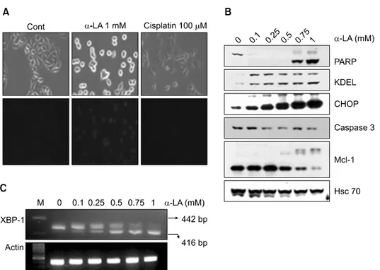 Fig. 4. Induction of the endoplasmic reticulum (ER) stress-related response and X-box binding protein (XBP) splicing by α-lipoic acid (α-LA)