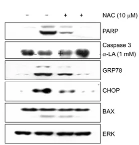 Fig. 7. Effect of N-acetyl-L-cysteine (NAC) pretreatment of A549  on  α-lipoic acid (α-LA)-induced protein expression