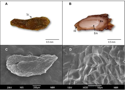 Fig. 1. Structure of an  Astilboides tabularis (Hemsl.) Engl. seed. Seed exterior (A) and interior of cut seed (B)
