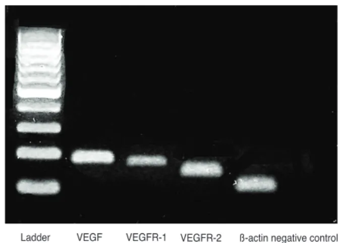 Table 1. Primer sequences for real-time PCR