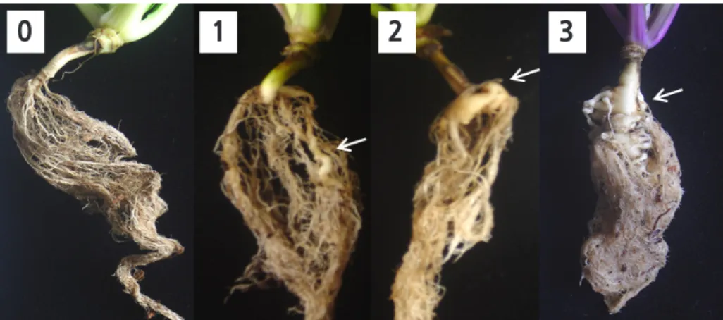 Fig. 1. Clubroot disease index based on gall development. 0, no symptoms; 1, a few small, separate globular clubs on lateral  roots; 2, intermediate symptoms; 3, severe clubs on main roots