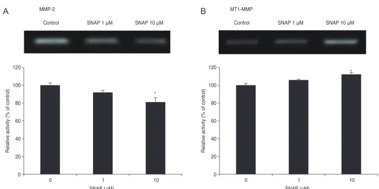Fig. 5. Effect of S-nitroso-N-acetyl-penicillamine (SNAP) on matrix metalloproteinase (MMP)-2 (A) and MT1-MMP (B) mRNA activity