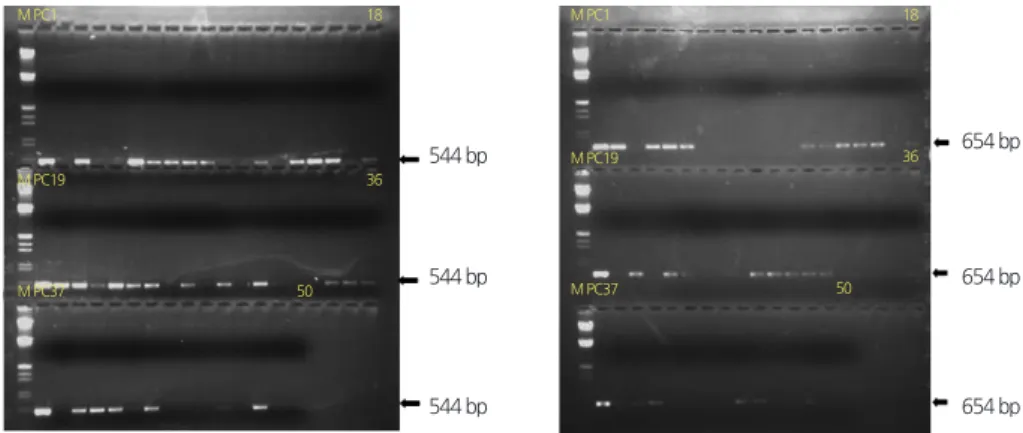 Fig. 2. PCR analysis of the second-generation (TF 2 ) hybrids using primers specific for  NDPK2- (A) or SOD2- (B): M, λEcoRI +  HindIII molecular marker; PC, positive control; 1-50, progenies (TF 2  of the first-generation hybrids (TF 1 ), carrying two tra