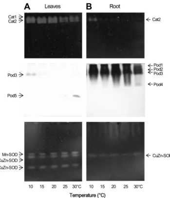 Fig.  6.  Changes  in  leaf  number  of  garlic  (Allium  sativum)  grown  at  five  temperature  conditions.