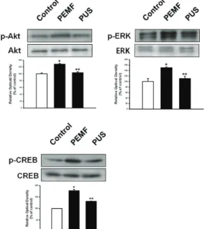 Fig. 2. The effect of PEMF and PUS on Akt, ERK,  and CREB activation