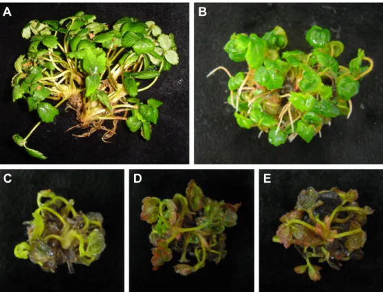 Fig.  1.  Comparison  of  in  vitro  growth  according  to  concentration  of  PEG  of  ever-bearing  strawberry  ‘Goha’