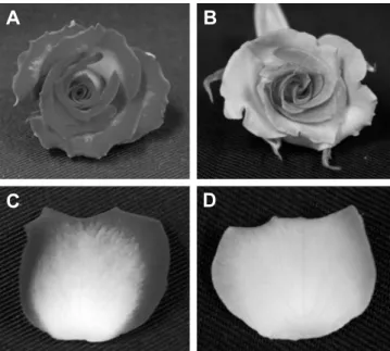 Table  3.  Effect  of  high  temperature  treatment  on  the  petal  color  of  bicolored  rose  ‘Pinky  Girl’.