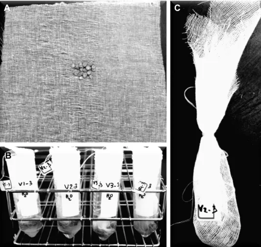 Fig.  1.  The  process  of  hydration  and  incubation  during  seed  priming  treatment