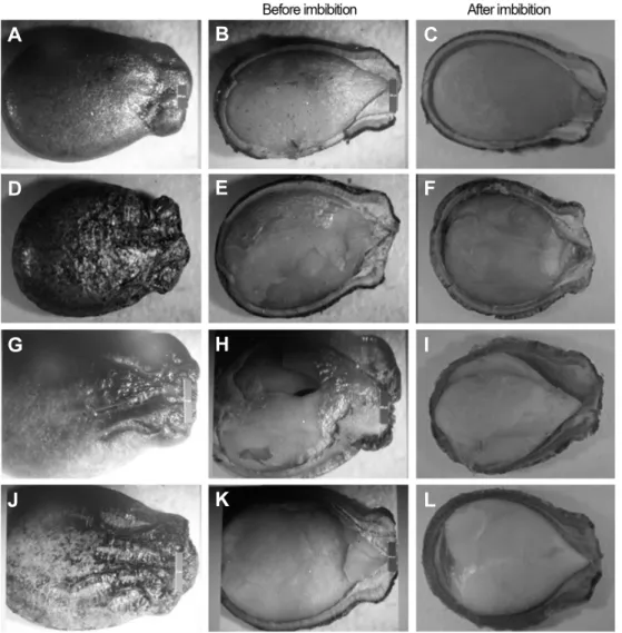Fig.  2.  Differences  in  shape  of  triploid  seeds  showing  larger  airspace  in  comparison  to  diploid  cultivar  before  and  after  imbibition