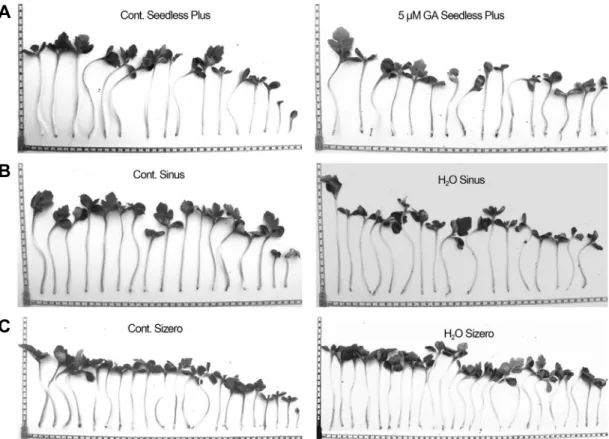 Fig.  3.  Comparison  of  seedlings  of  control  vs  primed  seeds;  A,  GA  5  µM  in  Seedless  Plus;  B,  control  vs  hydroprimed  Sinus; 