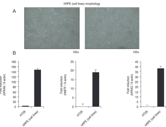 Fig. 1. (A) ARPE-19 cells, a human retinal pigment epithelial cell line, that show morphologic retinal pigment epithelium (RPE)