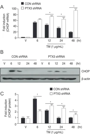 Fig. 6. Cell viability is decreased in pentraxin 3 (PTX3) knock- knock-down ARPE-19 cells