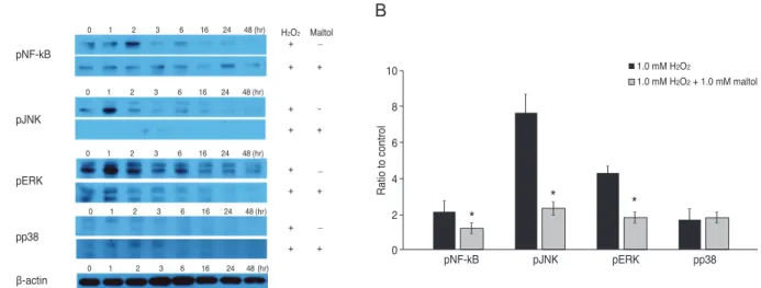 Fig. 4. Western blot analysis of nuclear factor-kappa B (NF-κB) and mitogen-activated protein kinase in R28 cells