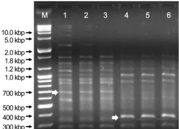 Fig.  2. Random  amplified polymorphic  DNA (RAPD)  fingerprinting  of  ‘Nuri  Ball’  and  ‘White  Miri’  (control)