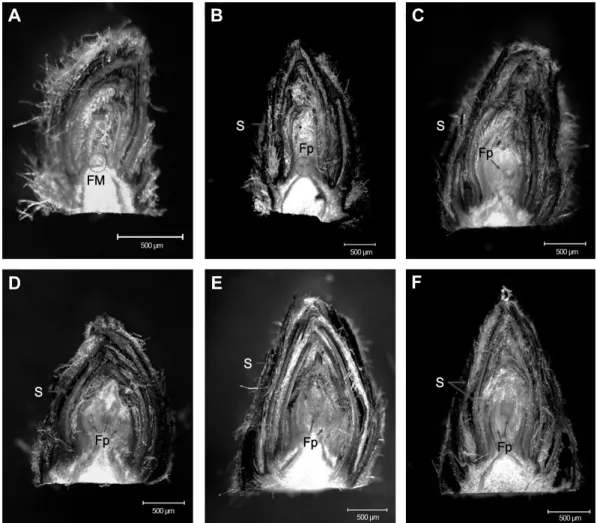 Fig.  3.  Cross  section  of  floral  bud  in  ‘Fuji’  apple  trees  at  75  (A),  150  (B),  210  (C),  240  (D),  270  (E),  and  300  (F)  days  after  full  bloom