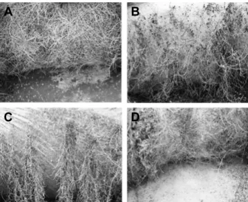 Fig.  4.  Influence  of  various  root  restriction  materials  in  a  nursery  field  on  the  growth  and  distribution  of  roots  of  ‘Seolhyang’
